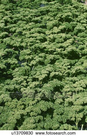 Stock Image - Parsley, Field. Fotosearch