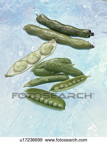 Stock Photo - Pea, Broad Bean. Fotosearch