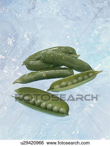 Stock Photograph - Pea. Fotosearch