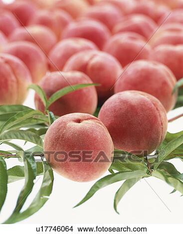 Peach, Kawanakajima Hakuho, View Large Photo Image Picture - Peach, Kawanakajima Hakuho,. Fotosearch
