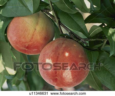 Peach, Kawanakajima Hakuho, View Large Photo Image Stock Image - Peach, Kawanakajima Hakuho,. Fotosearch