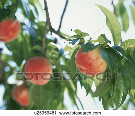 Peach, Yawata Hakuho, View Large Photo Image Stock Image - Peach, Yawata Hakuho,. Fotosearch