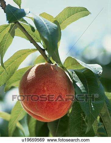 Stock Photo - Peach, Yawata Hakuho,. Fotosearch