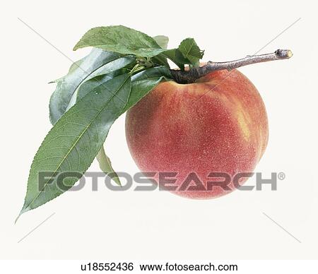 Peach, Yawata Hakuho, View Large Photo Image Stock Photograph - Peach, Yawata Hakuho,. Fotosearch