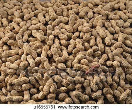 Stock Image - Peanut. Fotosearch