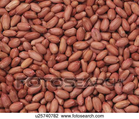 Peanut View Large Photo Image Stock Image - Peanut. Fotosearch