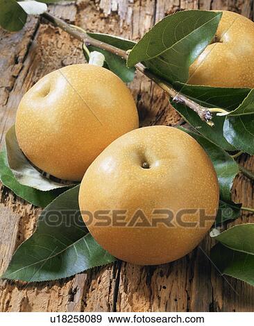 Stock Photo - Pear, Housui. Fotosearch