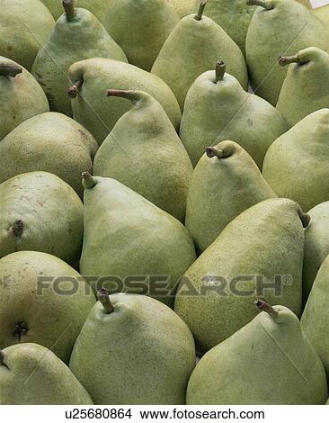 Picture - Pear, Marguerite Marillat. Fotosearch