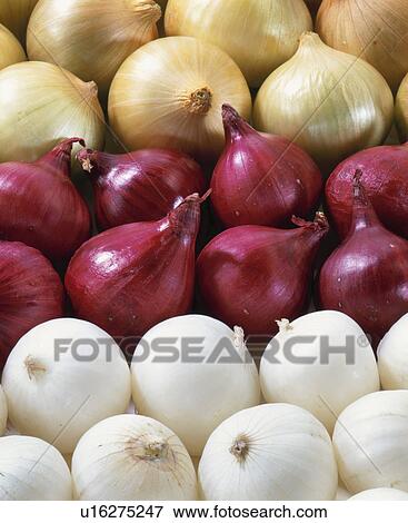 Pearl Onion View Large Photo Image Stock Photo - Pearl Onion. Fotosearch