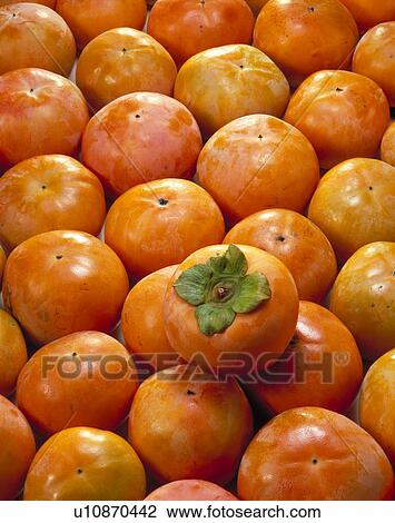 Persimmon View Large Photo Image Stock Image - Persimmon. Fotosearch