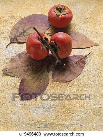 Persimmon View Large Photo Image Stock Image - Persimmon. Fotosearch