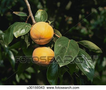Persimmon View Large Photo Image Stock Image - Persimmon. Fotosearch