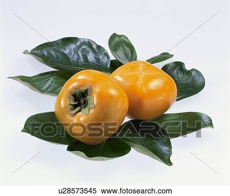 Persimmon, Tone Persimmon, View Large Photo Image Stock Photography - Persimmon, Tone Persimmon,. Fotosearch