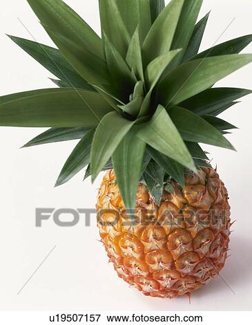 Stock Photo - Pineapple. Fotosearch