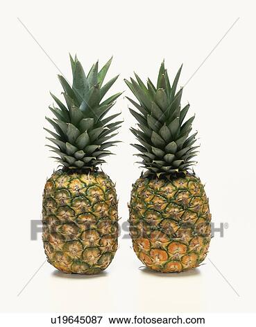 Pineapple View Large Photo Image Stock Photo - Pineapple. Fotosearch