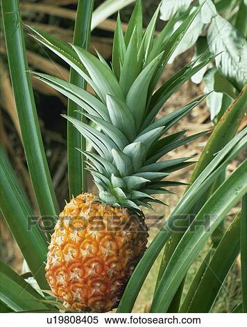 Stock Photography - Pineapple. Fotosearch