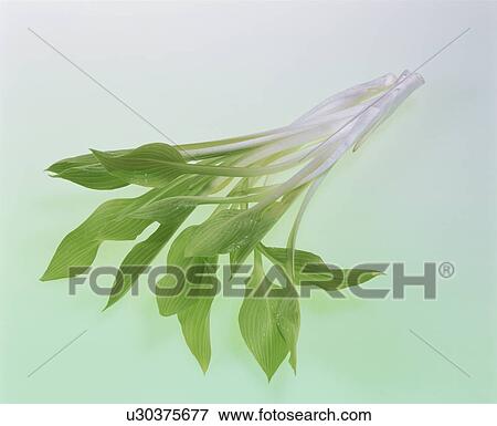 Stock Photo - Plantain Lily. Fotosearch