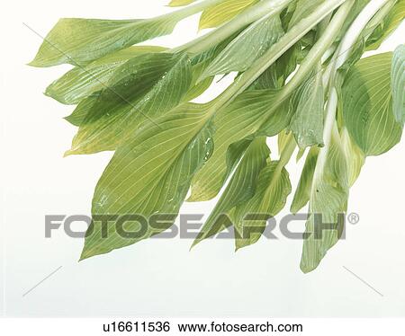 Stock Photograph - Plantain Lily. Fotosearch