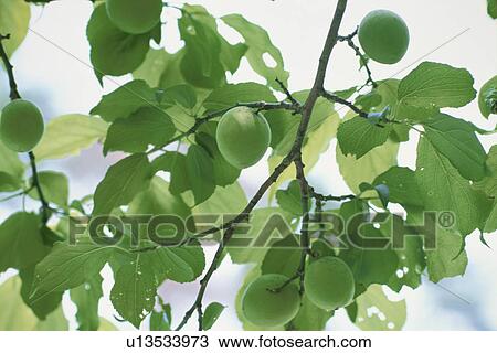 Plum View Large Photo Image Stock Image - Plum. Fotosearch
