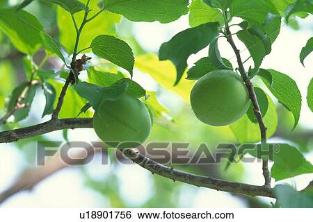 Plum View Large Photo Image Stock Photograph - Plum. Fotosearch