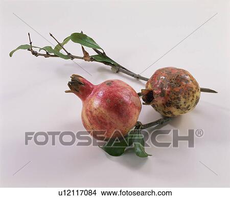 Pomegranate View Large Photo Image Picture - Pomegranate. Fotosearch