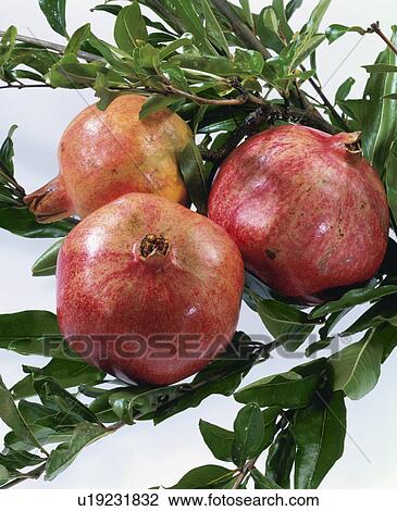 Pomegranate View Large Photo Image Stock Image - Pomegranate. Fotosearch