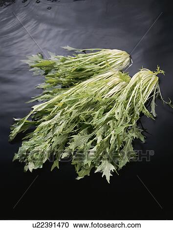 Stock Image - Potherb Mustard. Fotosearch