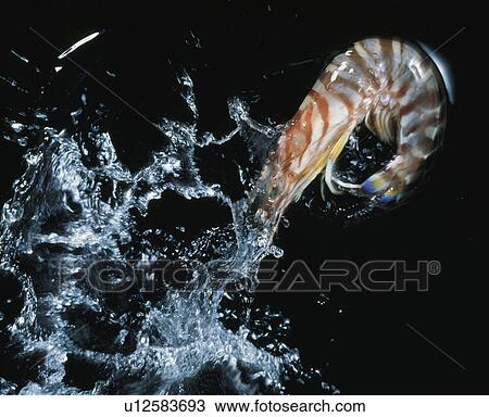 Prawn View Large Photo Image Stock Image - Prawn. Fotosearch