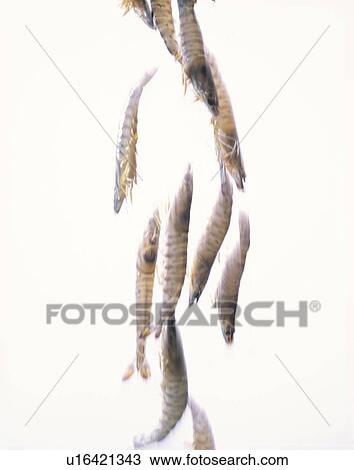Stock Image - Prawn. Fotosearch