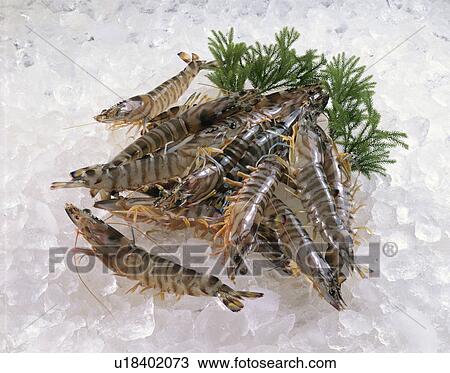 Stock Image - Prawn. Fotosearch