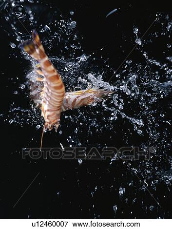 Prawn View Large Photo Image Stock Photo - Prawn. Fotosearch