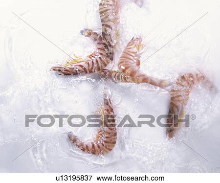 Prawn View Large Photo Image Stock Photo - Prawn. Fotosearch
