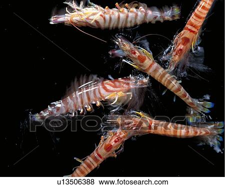 Prawn View Large Photo Image Stock Photo - Prawn. Fotosearch