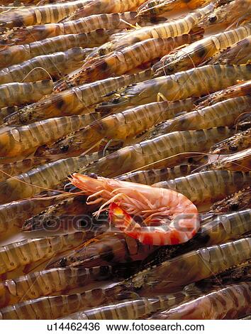Prawn View Large Photo Image Stock Photograph - Prawn. Fotosearch
