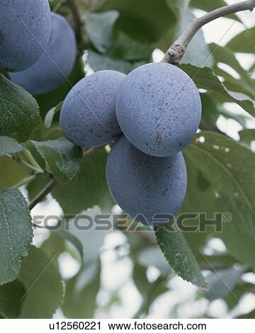 Stock Image - Prune. Fotosearch