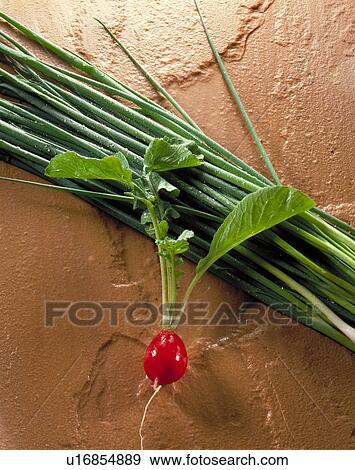 Radish, Chive View Large Photo Image Stock Photo - Radish, Chive. Fotosearch