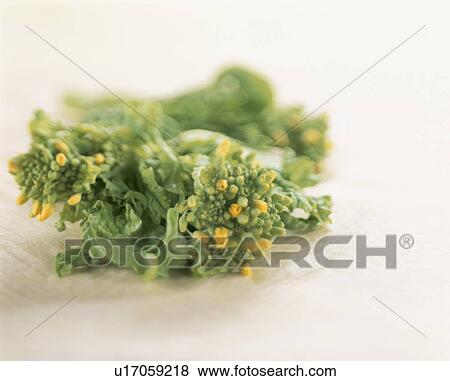 Rape Blossoms View Large Photo Image Stock Photo - Rape Blossoms. Fotosearch
