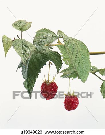 Stock Image - Raspberry. Fotosearch