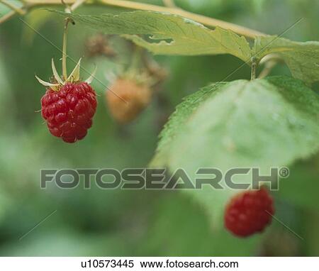 Stock Photography - Raspberry. Fotosearch