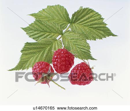 Stock Photography - Raspberry. Fotosearch