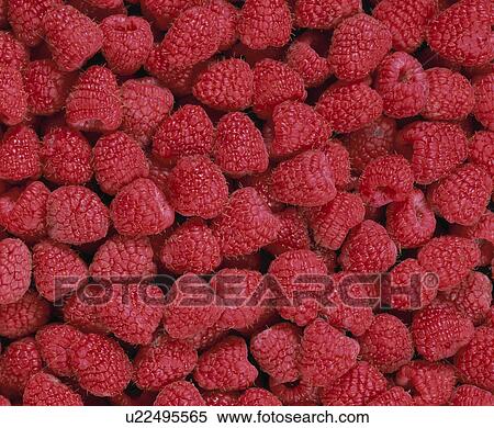 Stock Photography - Raspberry. Fotosearch