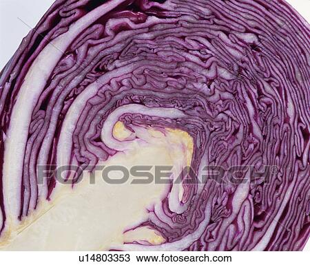 Red Cabbage View Large Photo Image Stock Image - Red Cabbage. Fotosearch
