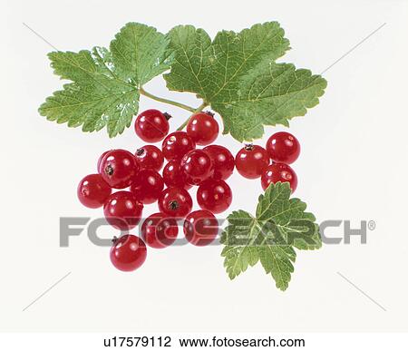 Stock Image - Red Currant. Fotosearch