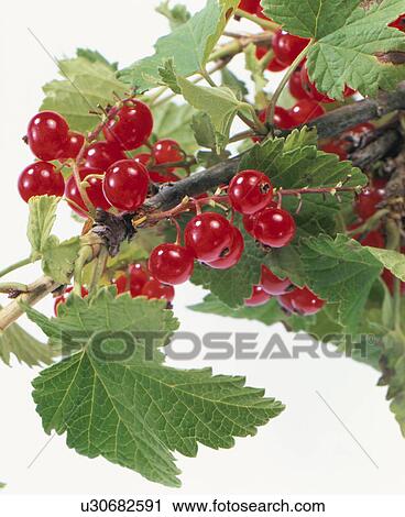 Stock Image - Red Currant. Fotosearch