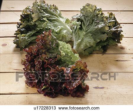 Red-Leaf Lettuce View Large Photo Image Stock Image - Red-Leaf Lettuce. Fotosearch