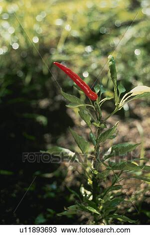 Red Pepper View Large Photo Image Stock Image - Red Pepper. Fotosearch