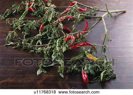 Red Pepper View Large Photo Image Stock Photo - Red Pepper. Fotosearch
