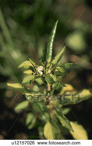 Stock Photograph - Red Pepper. Fotosearch
