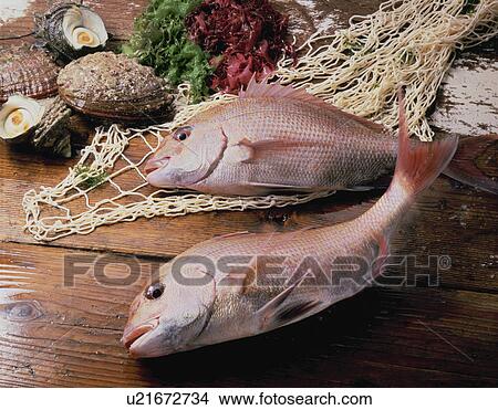 Red Sea Bream View Large Photo Image Picture - Red Sea Bream. Fotosearch