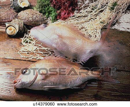 Red Sea Bream View Large Photo Image Stock Image - Red Sea Bream. Fotosearch